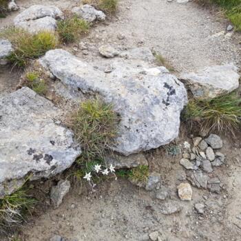 Edelweiss im Nationalpark.jpg